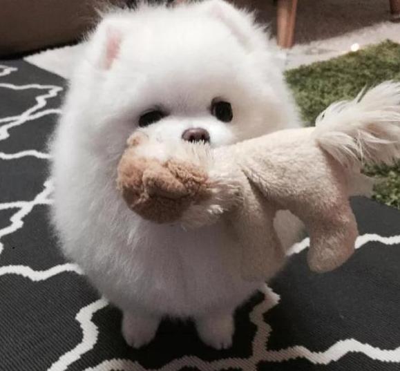 新手养狗需要的必备用品,养狗一定要买的日常东西有哪些