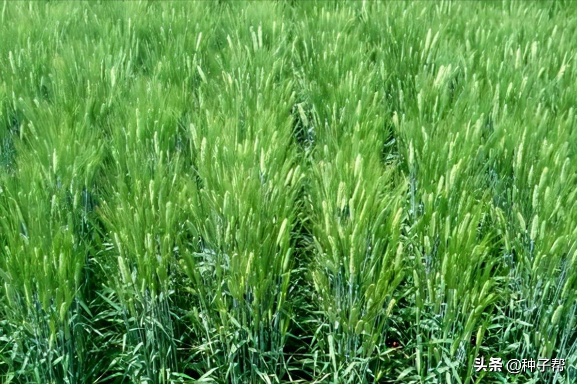 大麦高产栽培技术有哪些,冬天小麦有什么好处和坏处
