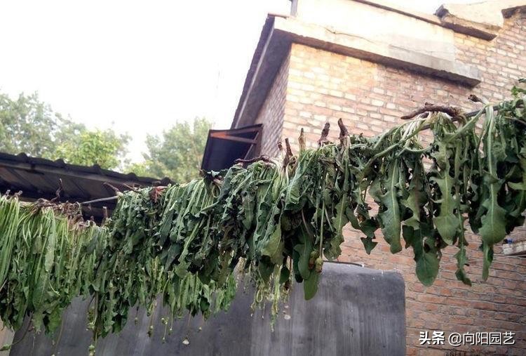 山上采摘的婆婆丁能喝吗,婆婆丁能和苦姑娘一起喝吗