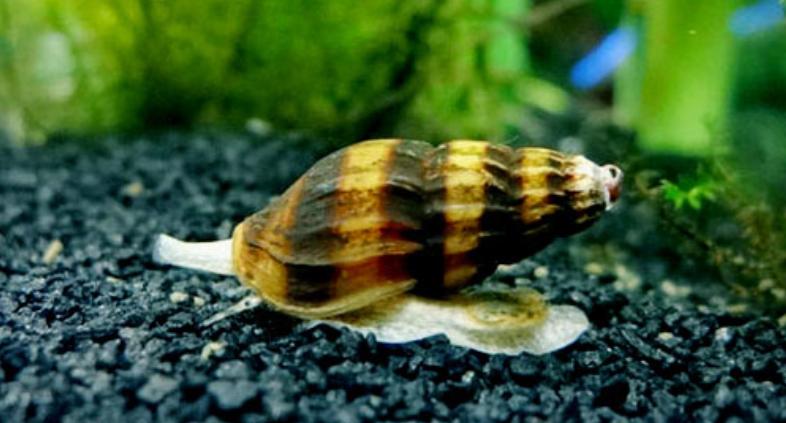 鱼缸放观赏螺好不好,鱼缸观赏螺推荐