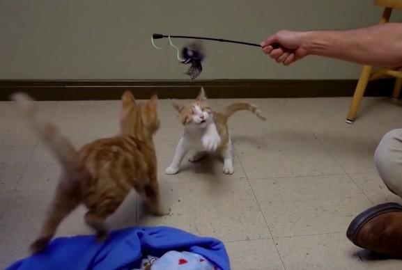 猫咪眼睛受伤严重可以自愈么,猫咪眼睛红肿泪痕严重