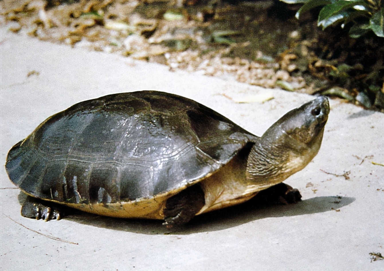 龟类纪录片,龟类图片