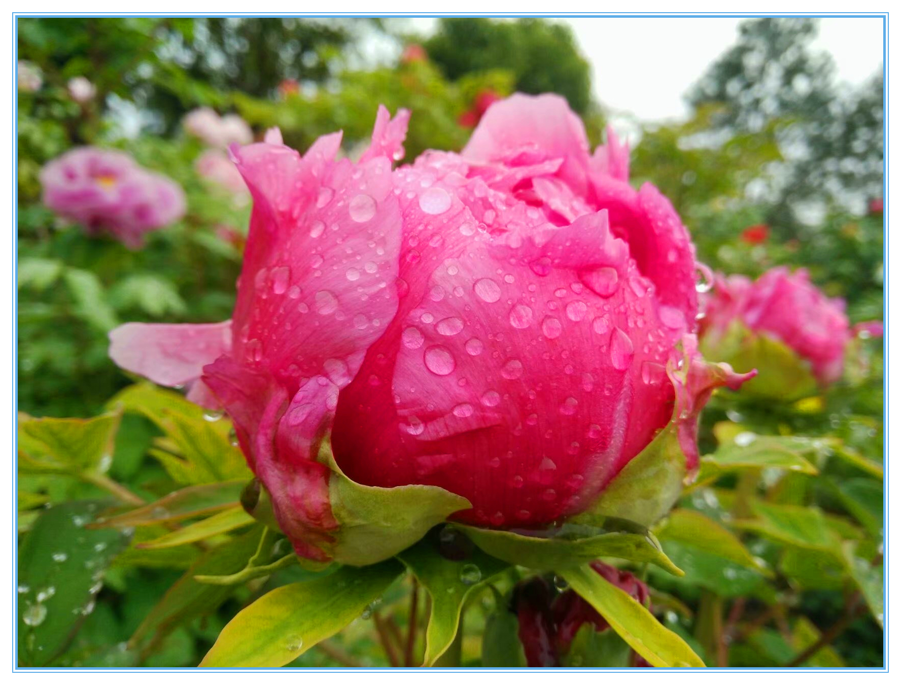 赞牡丹花古诗词,国色天香牡丹展古诗