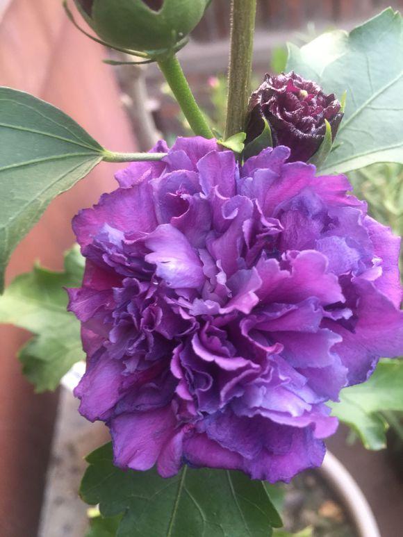 丹麦木槿怎么才能枝繁叶茂,木槿叶子枯萎了怎么治