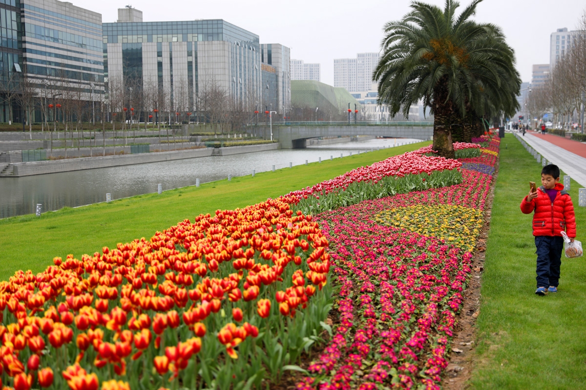 宁波现在哪里可以看郁金香,宁波郁金香在什么地方