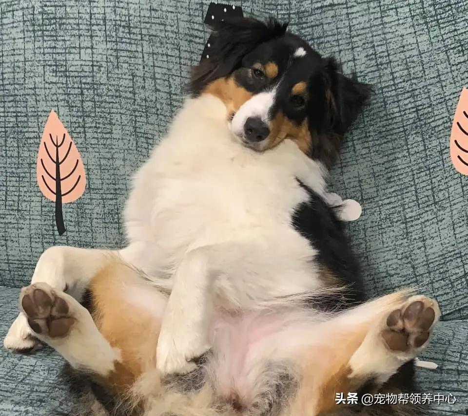 在外超幸福澳牧到家竟成了“废狗”，网友：“喝多了吧？”