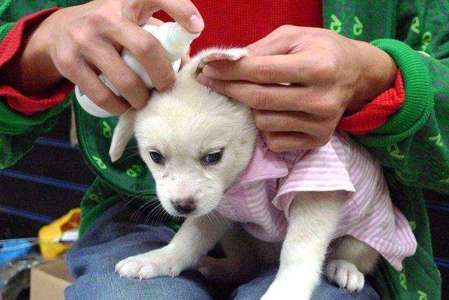 怎么预防蜱虫叮咬狗狗,避免蜱虫上狗狗身上喷什么药