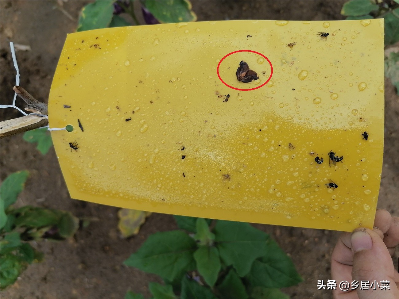 茄子叶片有小虫,茄子卷叶的原因有什么解决方法