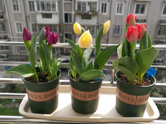 郁金香开了花了剪掉放哪里,郁金香开完后长的侧芽要掐掉吗