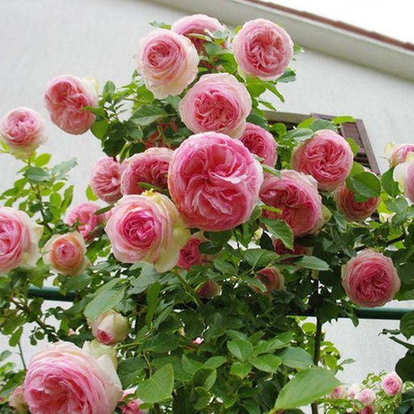 阳台养花有蚂蚁怎么彻底消除,养花土里有蚂蚁怎么处理