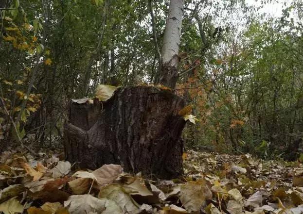 降低进口木材关税,俄罗斯木材增加关税