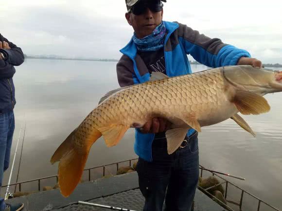 鲤鱼怎么做肉质劲道,钓鱼人喜欢鲤鱼吗