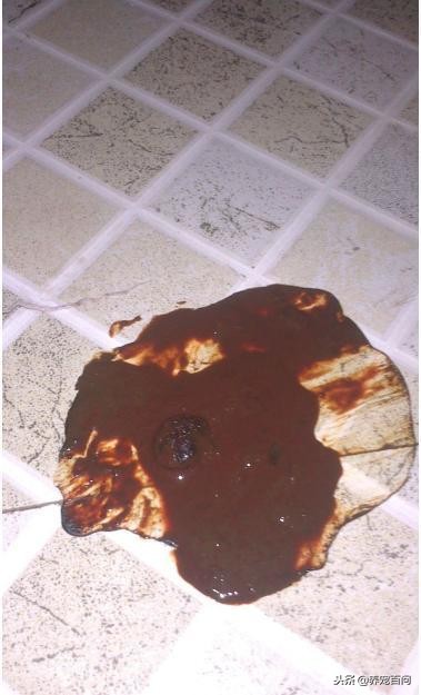 狗狗腹泻呕吐最快缓解方法,狗狗喂了螃蟹后呕吐拉肚子