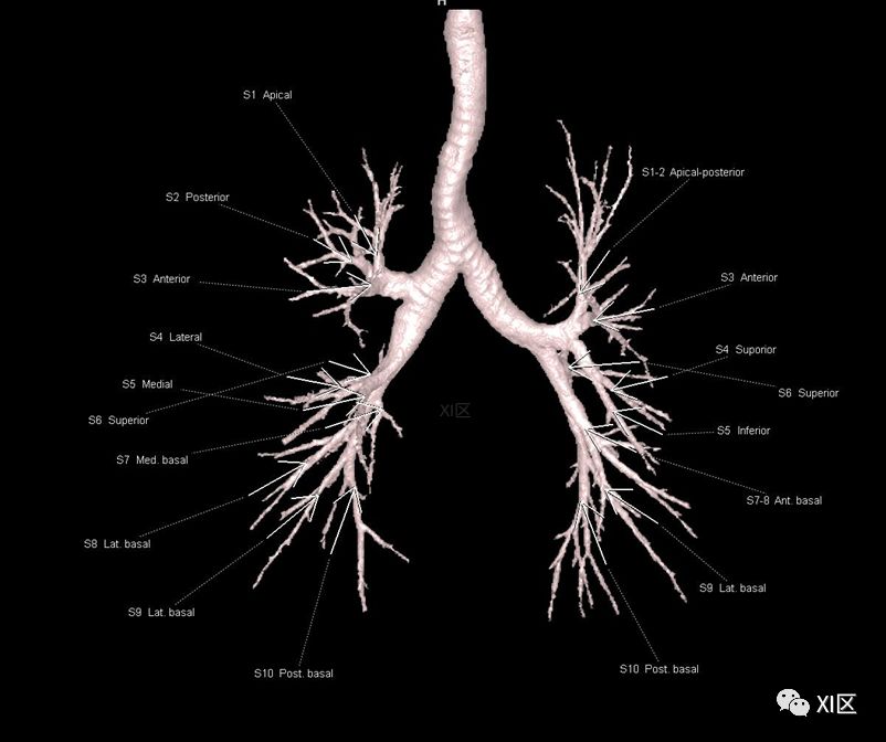 如此详细的肺部影像解剖，有点儿酷！