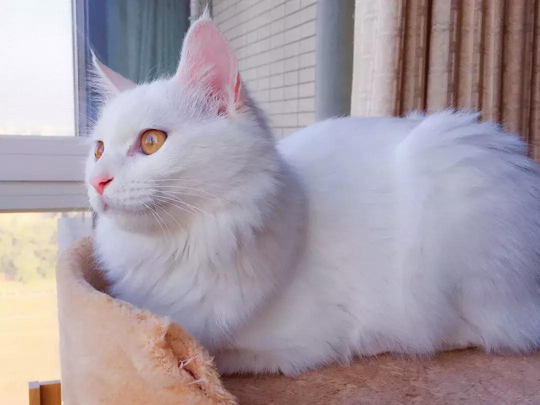 朝阳黄渤：从电视台裸辞成为百万大V，从无名小卒变成与麦迪并肩