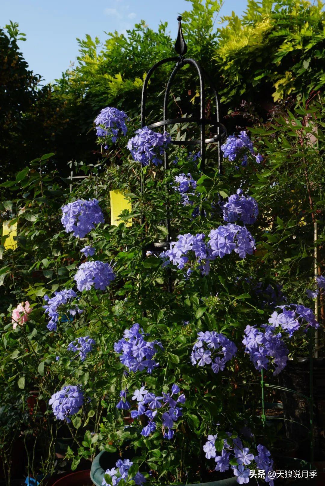 不用再羡慕别人家的院子,庭院养护全攻略