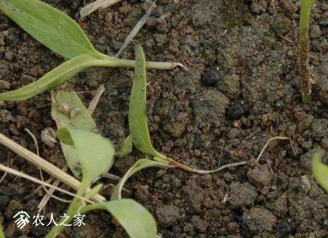 每日一课100个常识,真菌感染必备知识