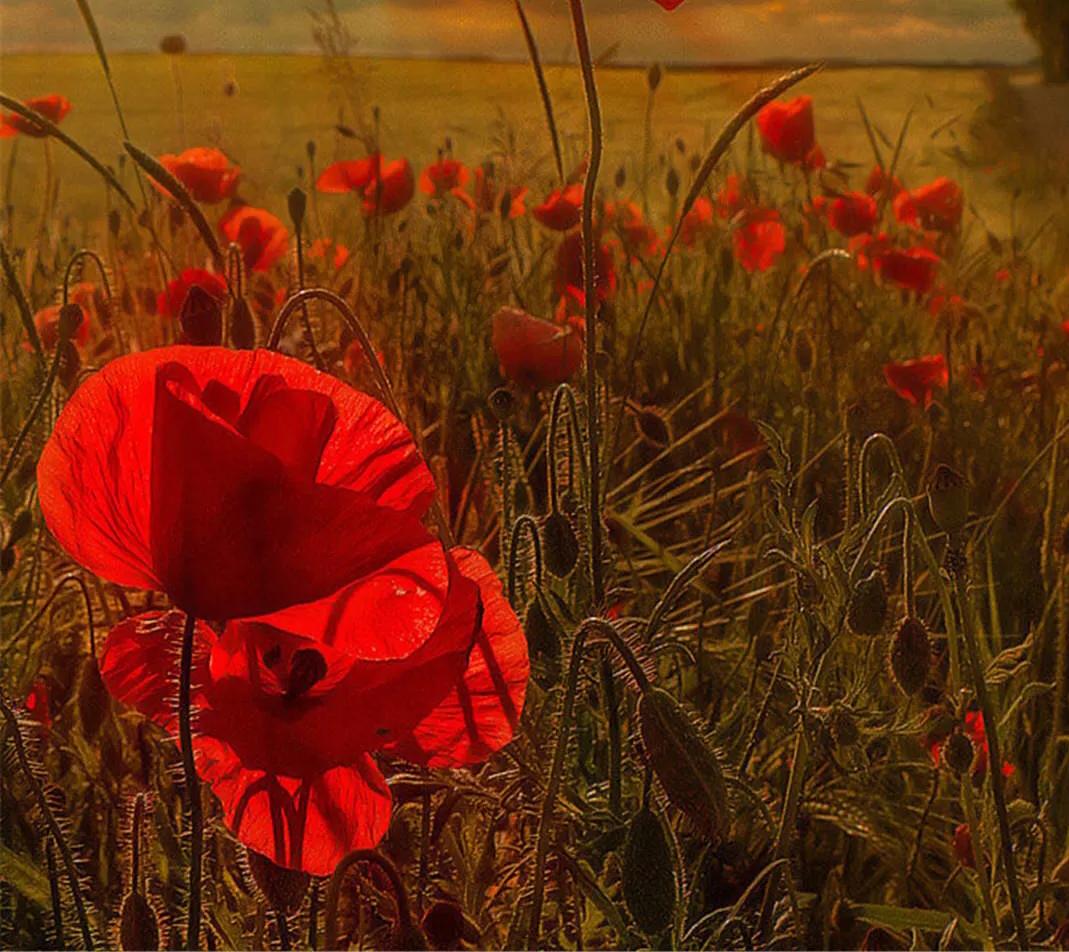 人情淡薄世态炎凉的社会,人情淡薄世态炎凉冷暖自知