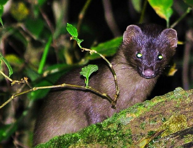 鎮夊凹鐤儏鎶ラ亾,鎮夊凹鑿滃湴闄よ櫕瑙嗛