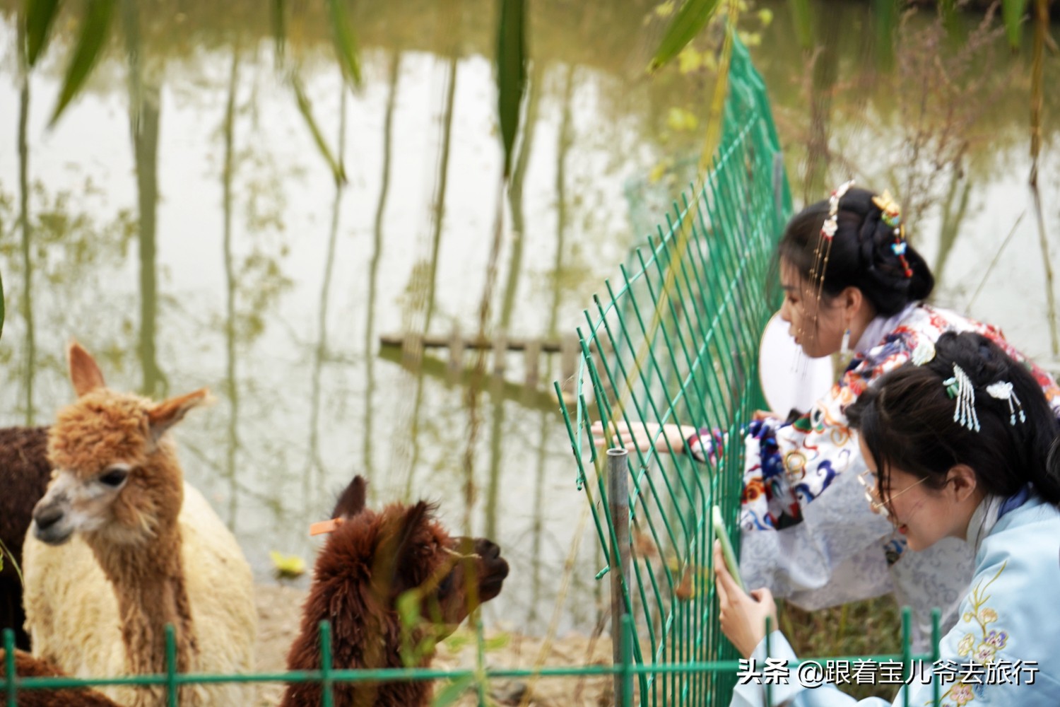 南京燕雀湖水杉林,南京秋天水杉林