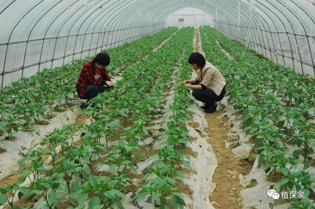 含聚天门冬氨酸水溶肥,精氨酸氨基酸肥料