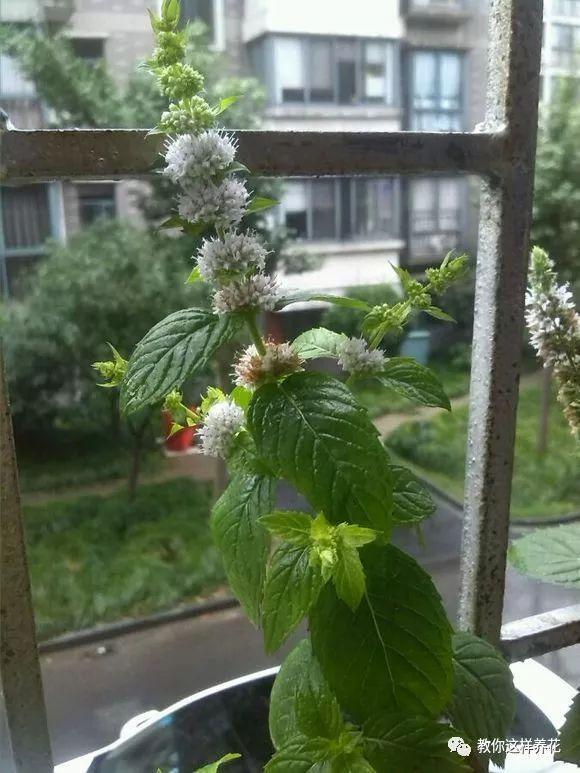 薄荷能开花的花种,什么薄荷开花最好