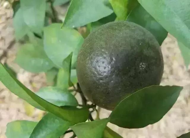 柑橘锈壁虱防治最新农药有哪些,柑橘锈壁虱防治最佳时段是哪个月