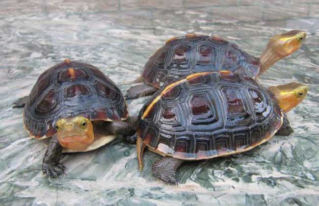 乌龟详细科普,常见乌龟的种类图画