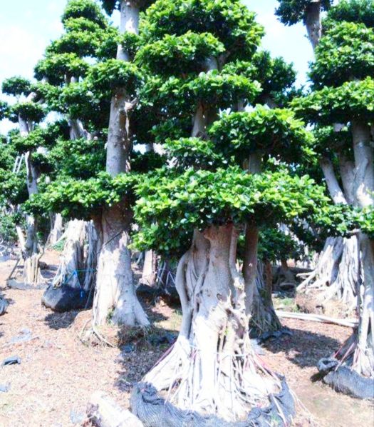 小根榕树盆景制作,榕树怎么盘根好看