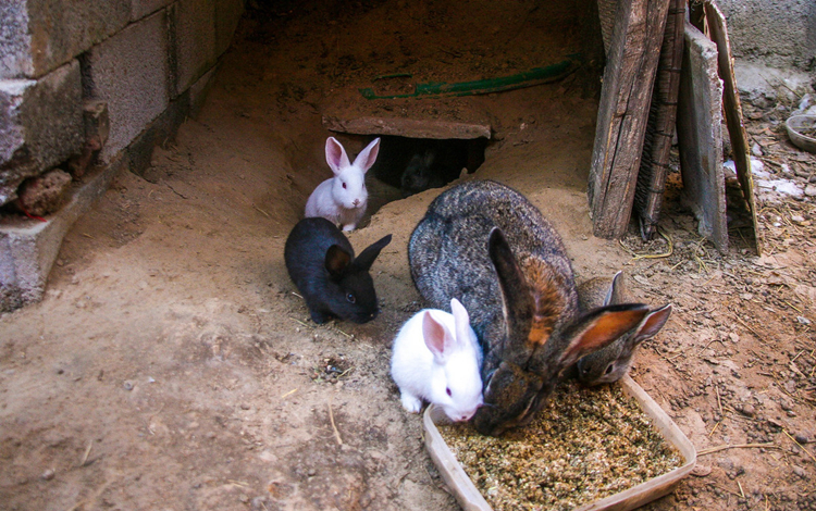 养兔怎么预防疾病呢,养兔疾病治疗方法中药验方