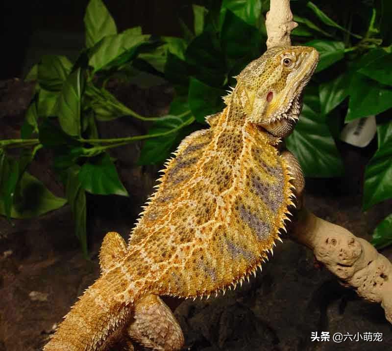 怎么样养好鬃狮蜥苗子,鬃狮蜥是一只养好还是一对养好