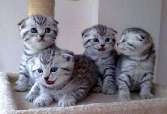 幼猫爱吃饭是为啥,幼猫爱喝水不爱吃猫粮