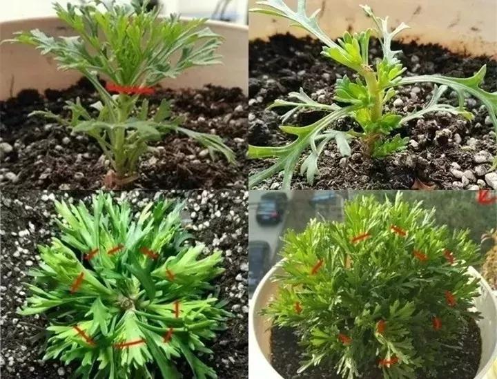 刚到家的花很好没多久就黄叶,买回来的花很快就蔫的原因