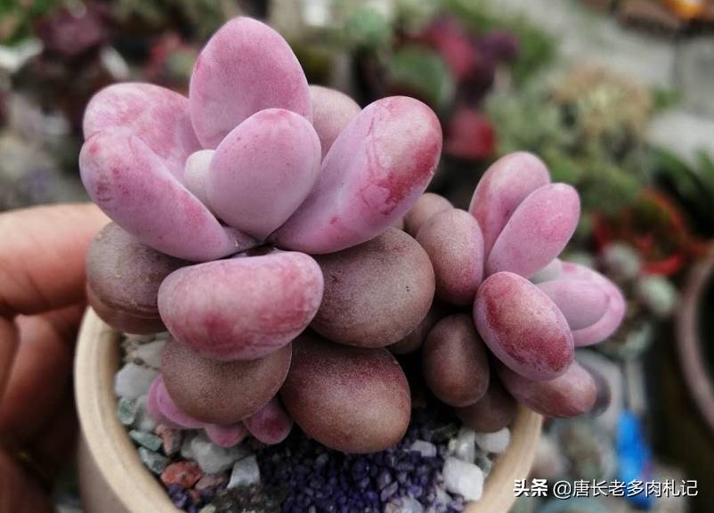 多肉桃蛋蔫了怎么办,多肉桃蛋为啥蔫了