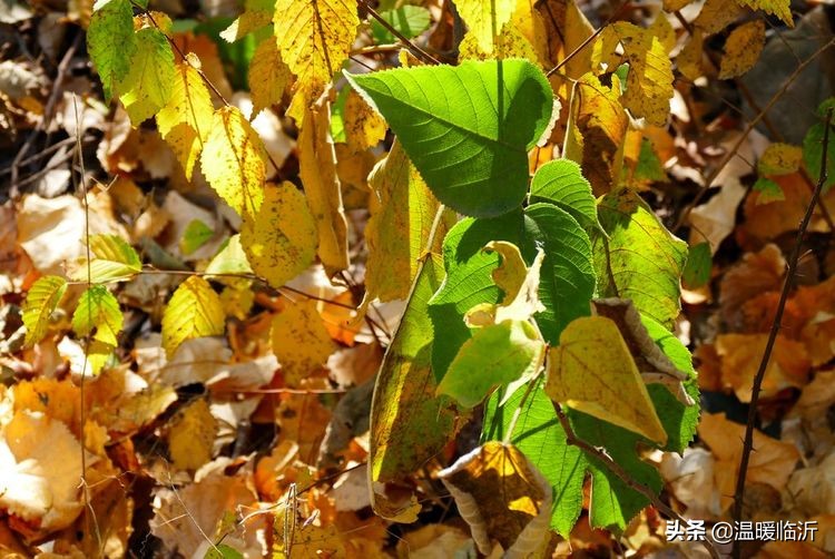 竹泉村景区,最美竹泉村