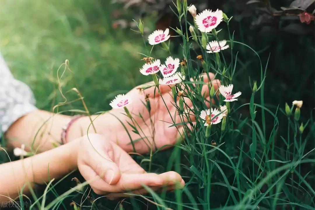 菊花茶推荐女生喝,菊花茶清热解毒女人喝
