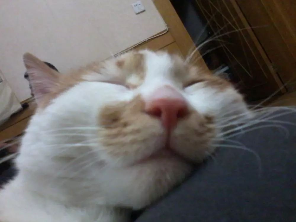 猫毛辟谣,有人说猫毛过敏怎么回答