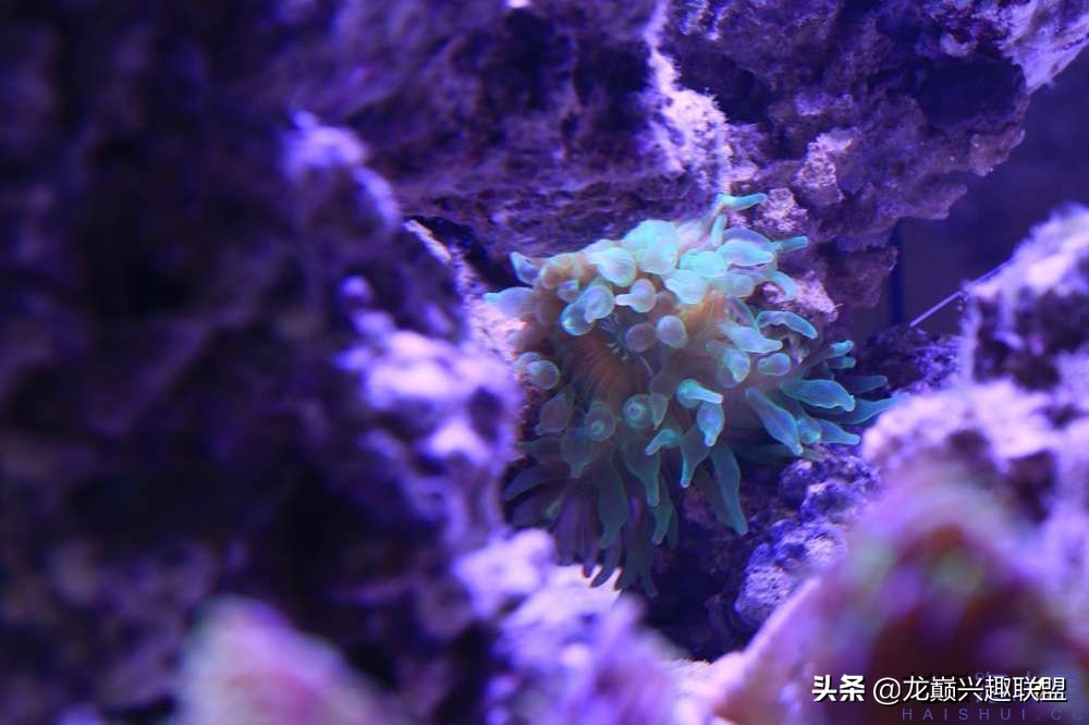 从零开始玩海缸的方法,从零开始玩海缸全过程