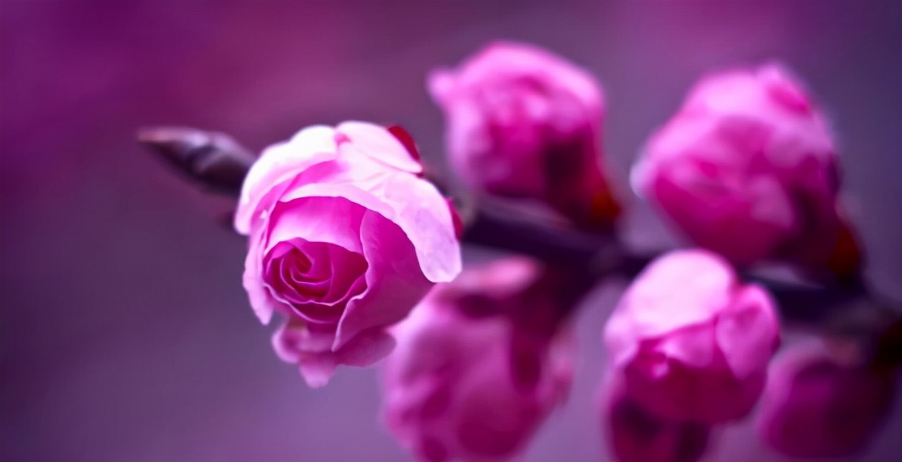 桃花运都指哪方面,桃花运的深度解析