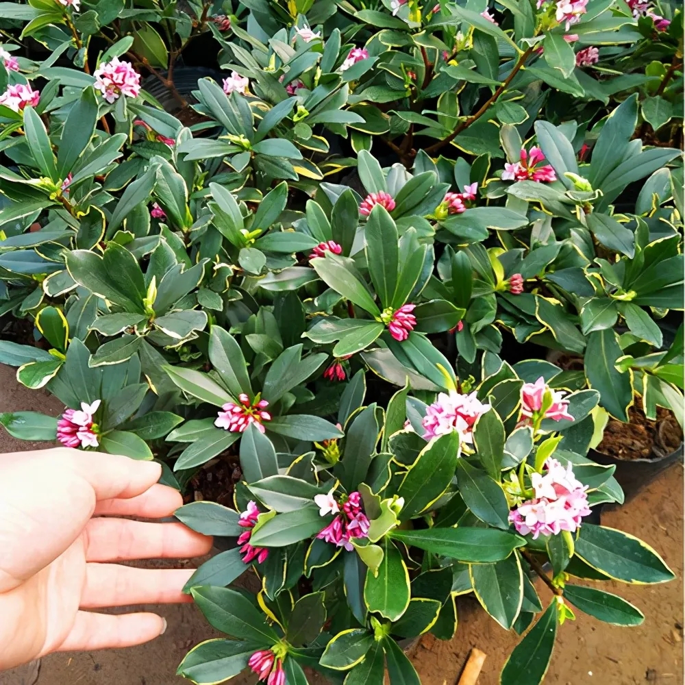 客厅卧室持久留香的香水,家里适合放什么香水