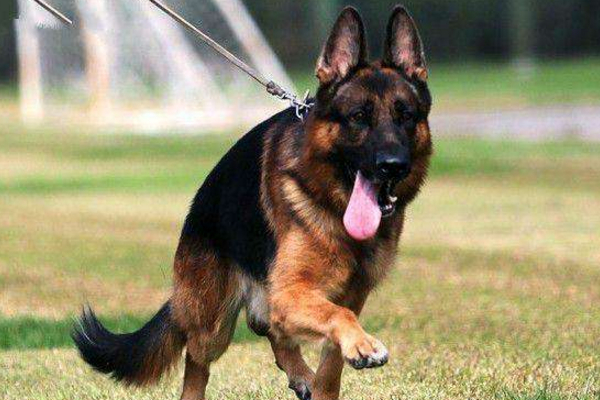 导盲犬大部分都是金毛么,金毛和拉布拉多哪个更适合导盲犬