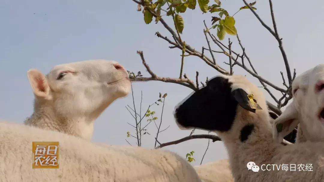 吃得了杜仲，卖的出价钱的羊