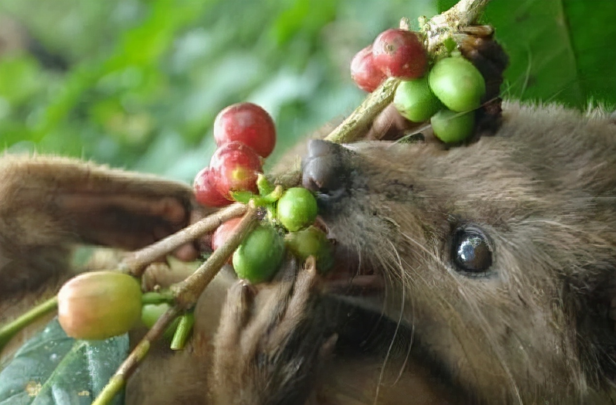 孟非:猫的屎放在咖啡里还能喝。“猫屎咖啡”真是猫咪拉的臭臭?