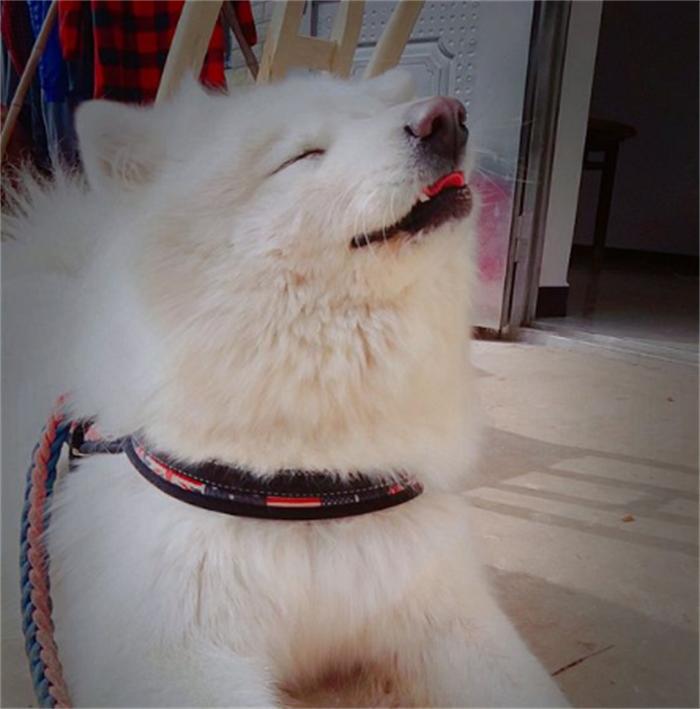 一岁的萨摩耶老是拆家怎么办,6个月的萨摩耶还能接受主人吗