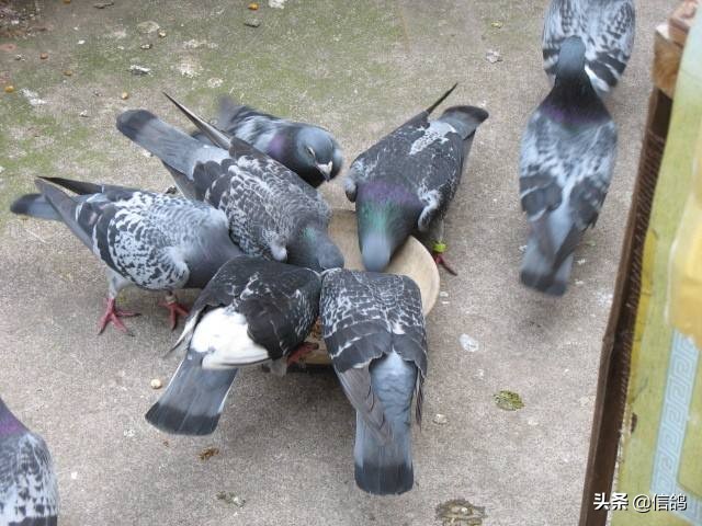 冬天信鸽常见病有哪些,信鸽病怎么治疗最有效