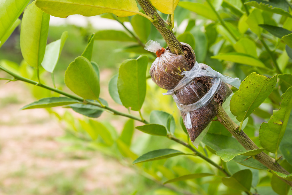 一棵果树繁殖视频,一棵果树嫁接出多种水果