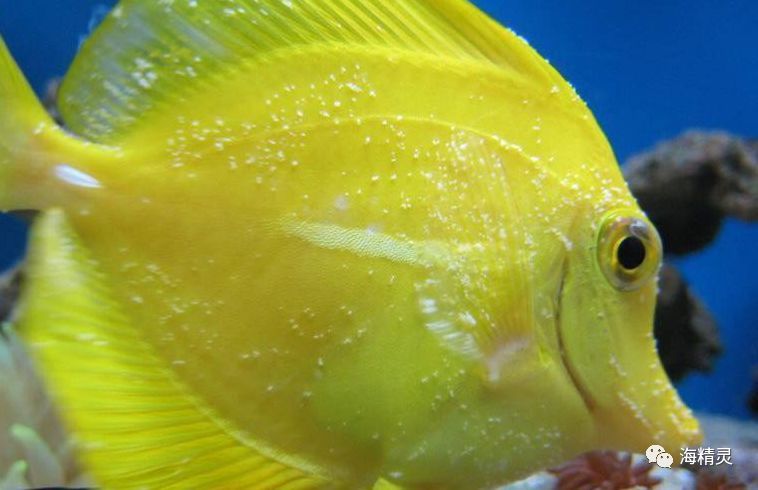 海水白点处理,海水白点病的严重程度怎么判断