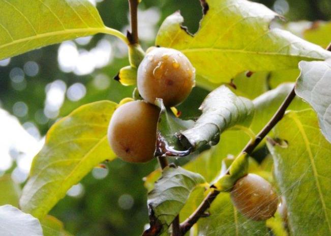 黑枣树的种植,黑枣树怎么管理