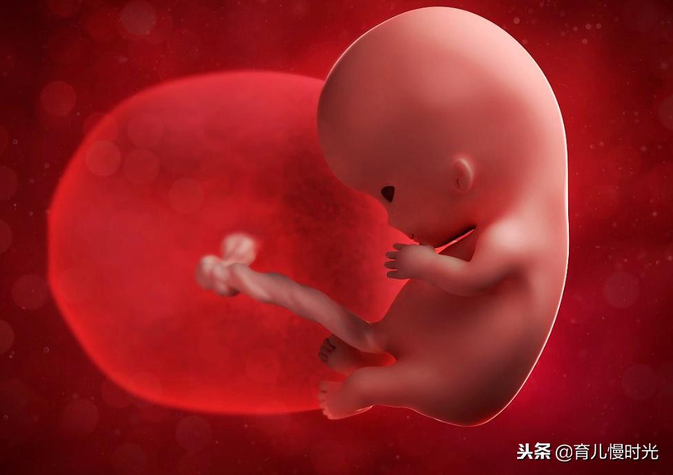 胎宝宝在妈妈肚子发育的全部过程,胎宝宝在妈妈肚子里都在做些什么