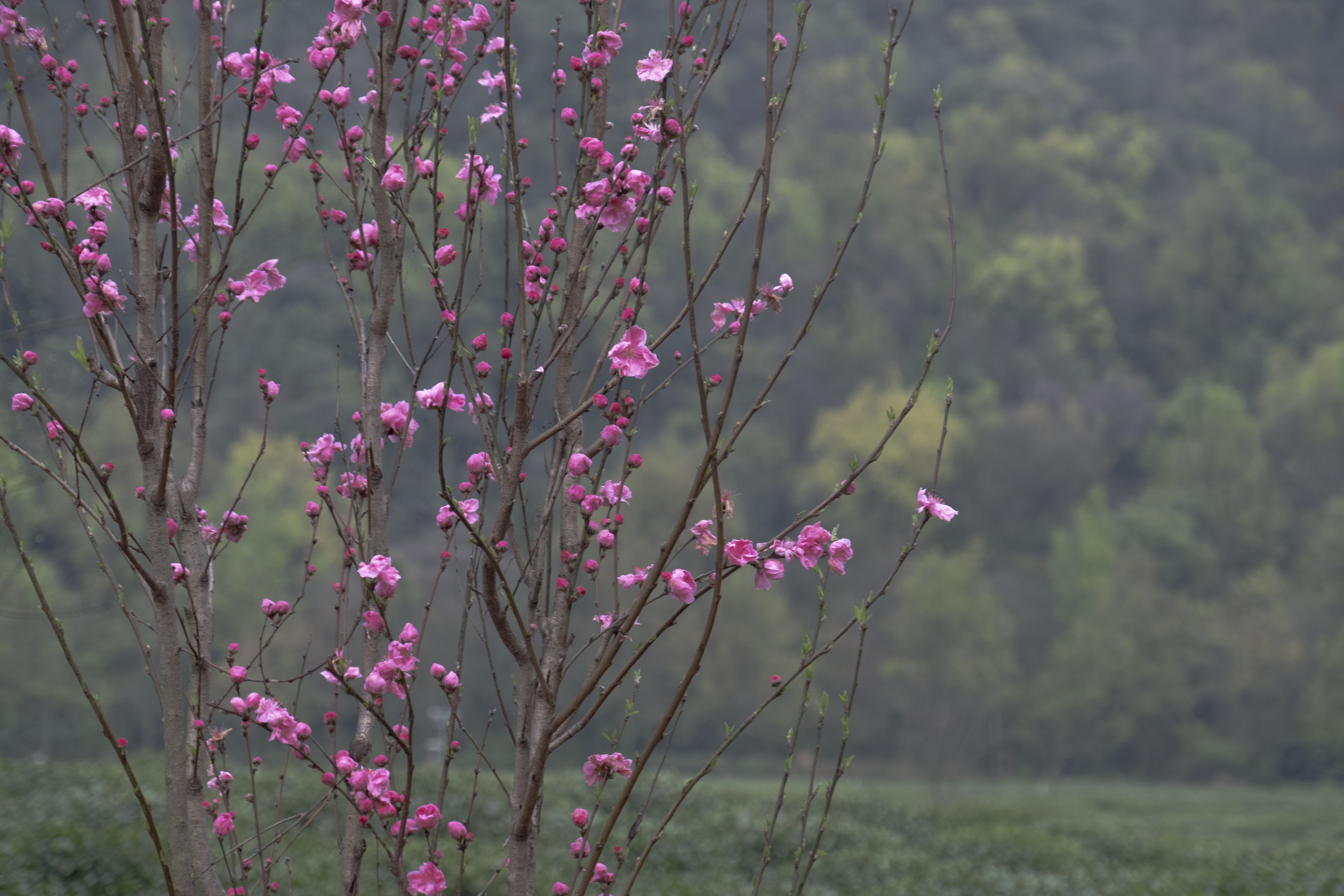 西湖龙井春茶季,龙井茶西湖明前春茶
